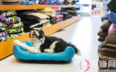 開寵物店賺錢嗎?看完你說賺不賺錢。 第1張 開寵物店賺錢嗎?看完你說賺不賺錢。 第1張