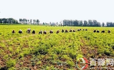 種藥材賺錢嗎?看看過來人怎么說! 第1張 種藥材賺錢嗎?看看過來人怎么說! 第1張