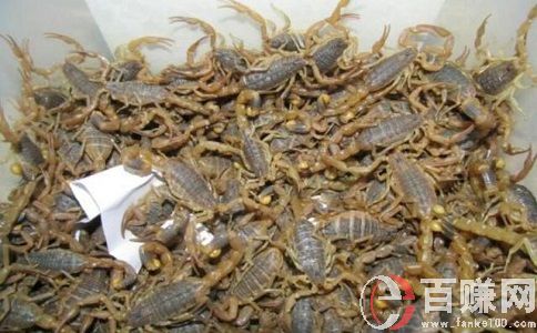 養(yǎng)蝎子賺錢嗎?養(yǎng)蝎子項(xiàng)目效益分析! 第1張