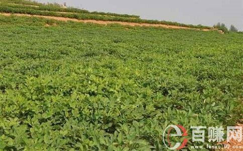 抽煙抽的是人生